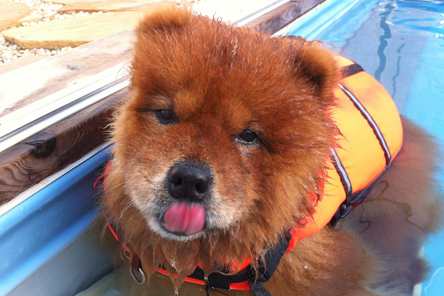 Chow Chow Pappina- S.S. Aqua Dog- Hydrotherapy