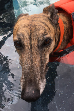 Greyhound Rescue Sidney