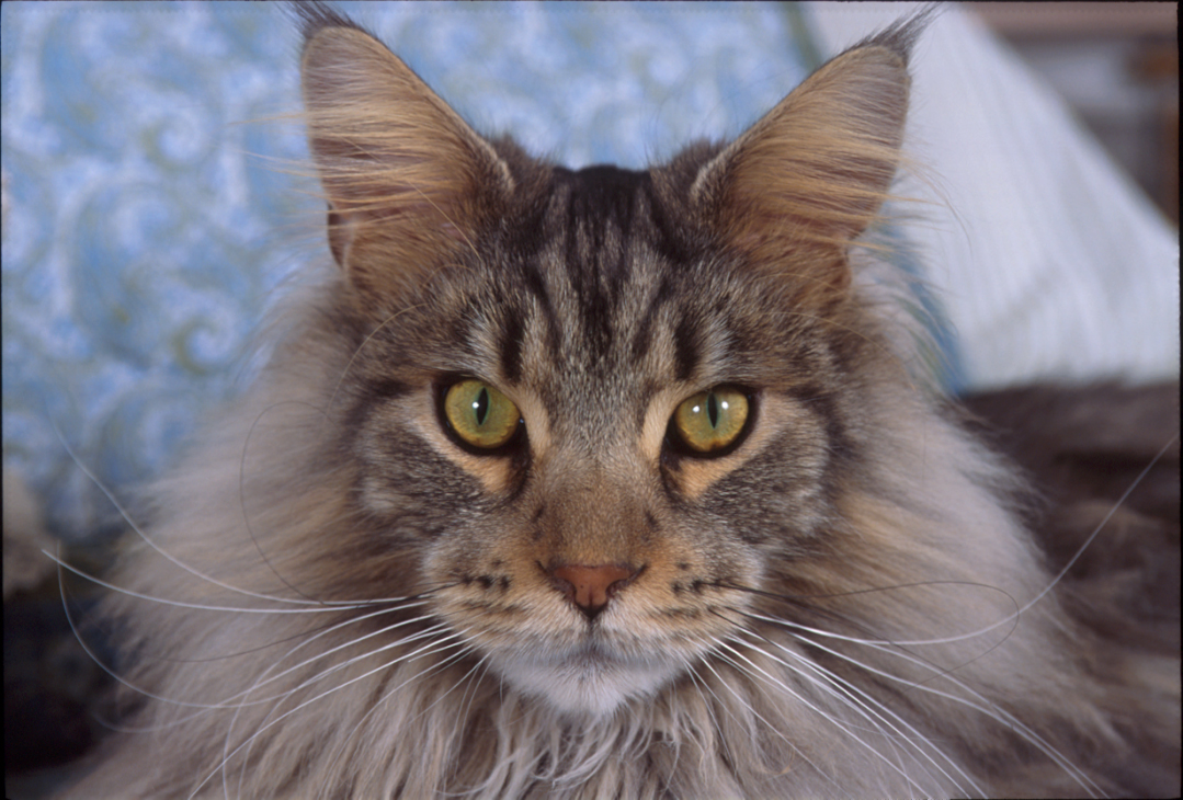 Maine Coon Cat Mickey